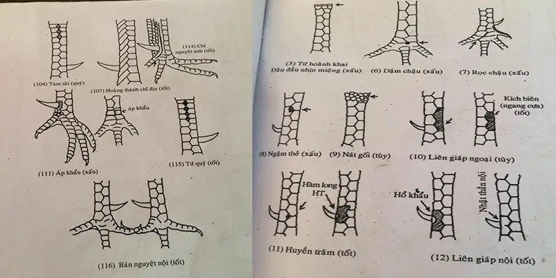 Tìm hiểu về các loại vảy gà thần kê