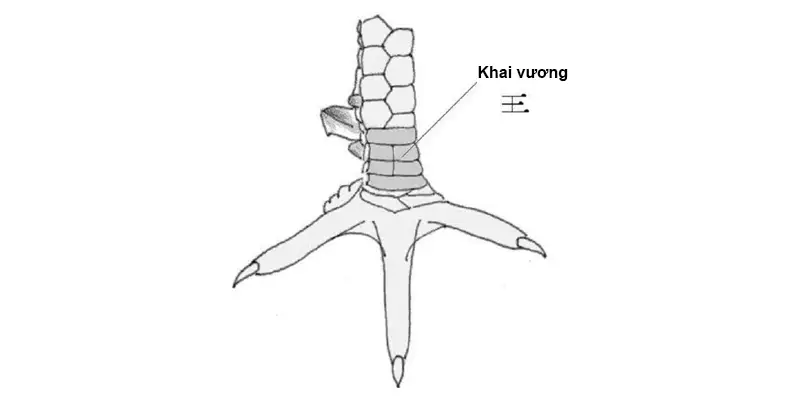 Vảy gà chọi thần kê quý khai vương