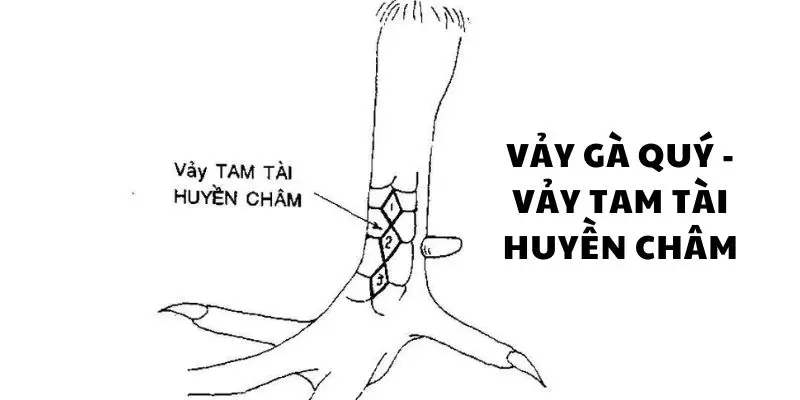 Vảy gà tam tài đẹp tuyệt đỉnh