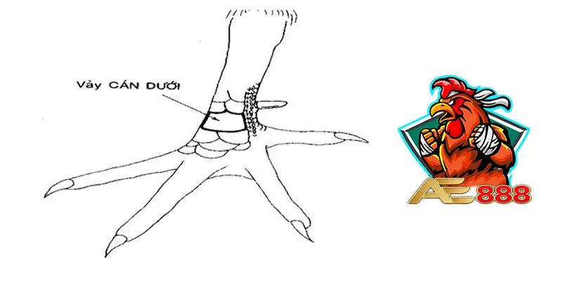 Vảy gà thần kê vấn cán