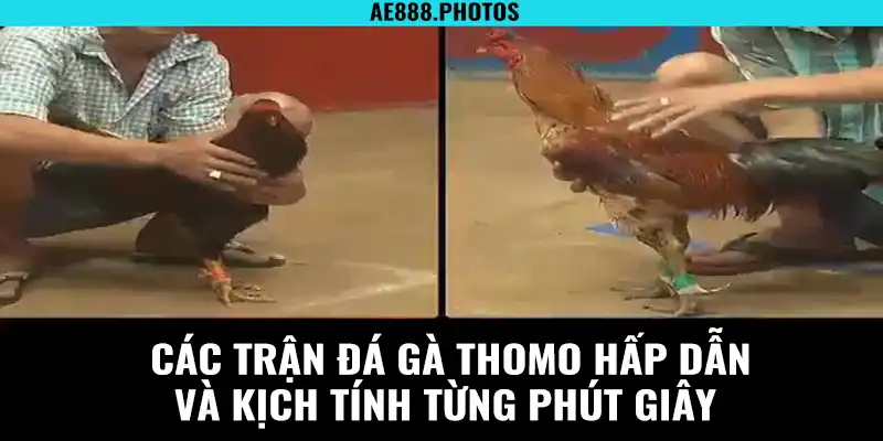 Các trận đá gà Thomo hấp dẫn và kịch tính từng phút giây 