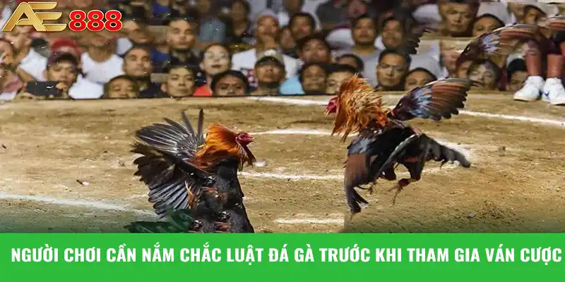 Người chơi cần nắm chắc luật đá gà trước khi tham gia ván cược